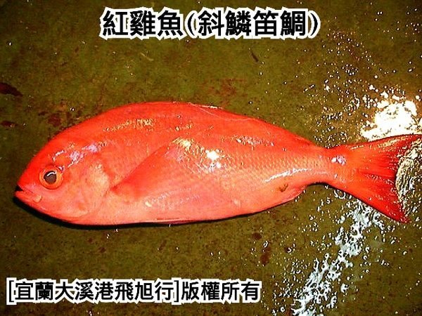 紅雞魚(斜鱗笛鯛)