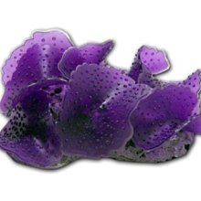 微笑的魚水族☆AZOO Neon Coral 霓虹螢光 噴點香菇(黃.橘.綠.紫)