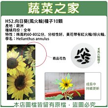 【蔬菜之家滿額免運】H52.向日葵(風火輪)種子10顆(株高約60-80公分，分枝性好。黃花帶有紅火輪/棕火輪.花卉種子