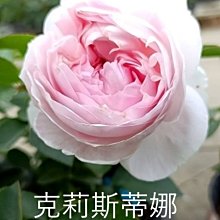 花花世界_玫瑰苗--克莉斯蒂娜--淺粉色中輪中香/3.5吋黑軟盆/人間天使/高10-20cm/MA