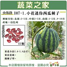 【蔬菜之家滿額免運】大包裝I07-1.小花迷你西瓜種子15顆 F1 春夏初秋 果重介於1.6-1.8公斤 果皮花斑 微種子型 ※不適用郵寄掛號配送