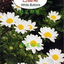 【野菜部屋~】Y16 白晶菊White Buttons~~天星牌原包裝種子~每包17元~