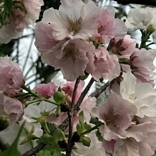 元茂園藝高鐵南路園區 塑膠盆裝櫻花-墨染櫻 6年樹齡，剛開是白花慢慢會變成粉紅花