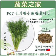 【蔬菜之家滿額免運】F07-1.月香小茴香菜種子(客家香菜) // 莖葉細嫩，具有特殊強烈香味