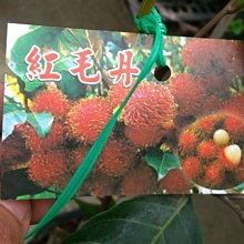 花花世界-水果苗**紅毛丹(實生苗) ** 4吋盆/高30cm/營養成分能滋養身/MA