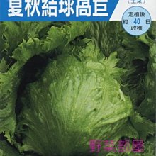 【野菜部屋~】B25 日本夏秋結球萵苣種子0.55公克 ,美生菜 ,可做生菜沙拉 ,每包15元~