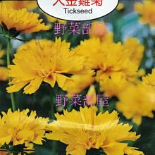 【野菜部屋~】Y19 大金雞菊Tickseed~天星牌原包裝種子~每包17元~