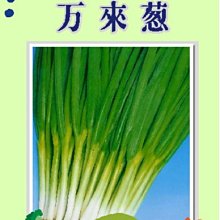 【野菜部屋~】D06 日本萬來蔥種子1.1公克 , 九条蔥改良 , 每包15元~