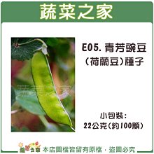 【蔬菜之家滿額免運】E05.青芳豌豆(荷蘭豆)種子22公克(約100顆) // 嫩夾.抗白粉病品種.莢稍大.產量高