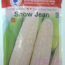 【野菜部屋~蔬菜種子】N06 雪珍水果玉米種子一磅 , 果穗籽粒為全白色 , 皮薄多汁 ~