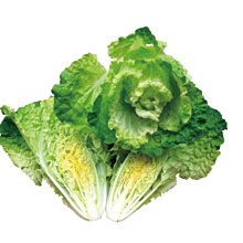 【野菜部屋~中包裝】F36 沙拉白菜種子11公克 , 甜度高 , 栽培容易 , 每包180元 ~