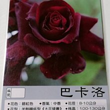 花花世界_玫瑰苗--巴卡洛--Barkarole/3.5吋黑軟盆/高10-20cm/暗紅色大輪/MA