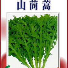 【野菜部屋~】C02 日本山茼蒿種子5.2公克 , 又名春菊 , 每包15元~