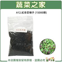 【蔬菜之家滿額免運】A12.紅杏菜(紅莧菜)種子15000顆(葉幅大,葉心紫褐色,甜度佳,耐寒力優.蔬菜種子)