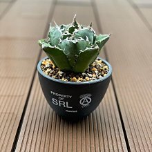 【希望商店】 NEIGHBORHOOD SRL.ROUND-M/P-PLANT POT