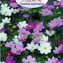 【野菜部屋~】Y21 大波斯菊Cosmos bipinnatus~天星牌原包裝種子~每包17元~