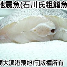 地震魚 石川氏粗鰭魚 Yahoo奇摩拍賣