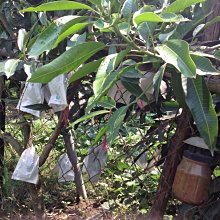 【n0900台灣健立最便宜】2019 黑香芒果樹枝條(提供嫁接專用)長15cm的枝條每枝＄20 枝條皆每一週剪下枝條