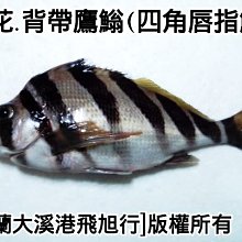 商品縮圖-1