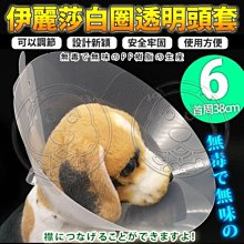 【🐱🐶培菓寵物48H出貨🐰🐹】dyy》伊麗莎白圈透明頭套6號38cm 特價79元(蝦)