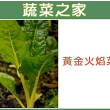 【蔬菜之家滿額免運】A42.黃金火焰菜種子100顆 (黃金菾菜、君達菜、甜菜，菾菜屬，葉炳金黃色.蔬菜種子)