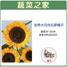 【蔬菜之家滿額免運】H43.金幣大花向日葵種子10顆(直徑20~25CM，高度大約200公分.花卉種子)