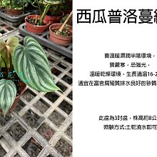 心栽花坊-西瓜普洛蔓綠絨/限量/蔓綠絨/3吋/綠化植物/室內植物/觀葉植物/售價150特價120