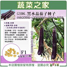 【蔬菜之家滿額免運】G106.黑水晶茄子種子15顆(F1)  生長勢強，早生，中高株，葉色濃綠，果萼綠色微帶紫，果色深紫色。本品種耐濕熱，種植適應性廣，產量高