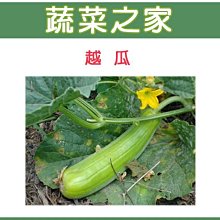 【蔬菜之家滿額免運】G16.越瓜種子50顆(青醃瓜.青綠色皮.果粗長.產量豐.蔬菜種子)