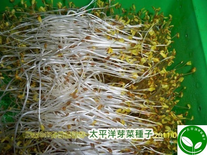 苜蓿種子(150g)-紫花/可培育苜蓿芽/苜蓿草-澳洲進口苜蓿 可水耕/土耕/煮食 98%高發芽率【芽菜種子】