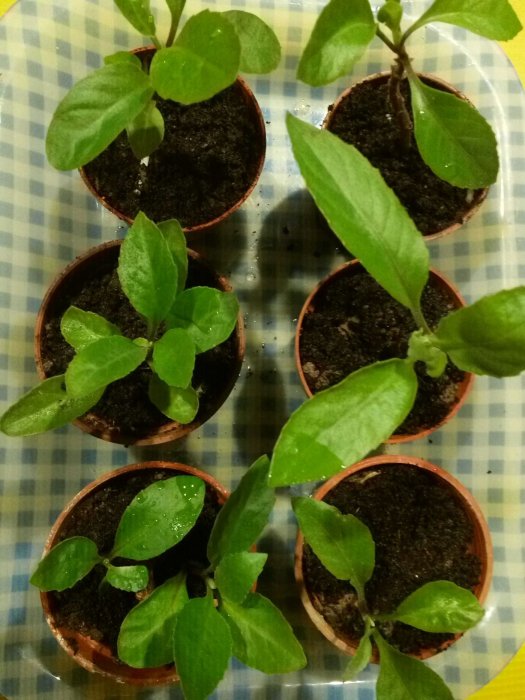 養生藥用植物尼基羅草4盆，別名(神仙草),請上網蒐尋關鍵字,,藥用植物神奇的尼基羅,沒有使用農藥，無毒無污染，吃得健康