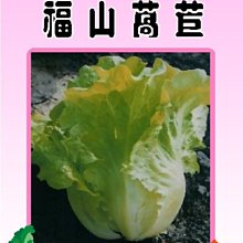 【野菜部屋~】B06 福山萵苣種子3.6公克 , 又名大陸妹 , 每包15元~