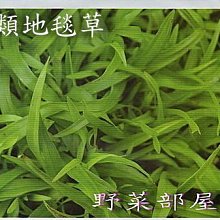 【野菜部屋~草皮種子】U02 類地毯草草皮種子4.5公克 , 適用性最廣的草皮種子 , 每包15元 ~