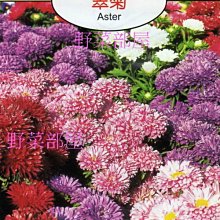 【野菜部屋~】Y08 翠菊Aster~~天星牌原包裝種子~每包17元~