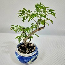 易園園藝- 羽葉福祿桐樹F45（福貴樹/風水樹）室內盆栽小品/盆景高約18公分