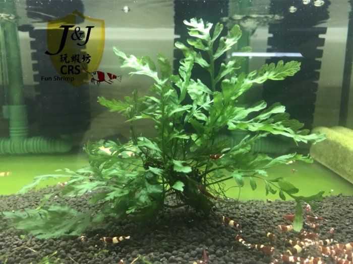 玩蝦坊(Fun Shrimp)水晶蝦 水族週邊 黑木蕨小顆10片葉以上