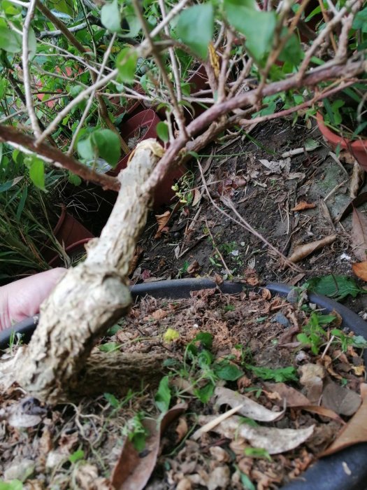 老盆養多年粗頭紫色花九重葛造型漂亮小品盆栽便宜賣優惠超商取貨免運費