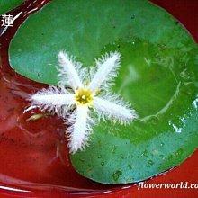 花花世界-水生植物*一葉蓮*-印度莕菜/5吋盆/常綠植物/MA