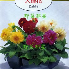 【野菜部屋~】Y24 大理花Dahlia~天星牌原包裝種子~每包17元~