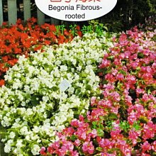 【野菜部屋~】Y06 四季海棠Begonia Fibrous-rooted~~天星牌原包裝種子~每包17元~
