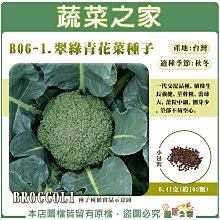 【蔬菜之家滿額免運】B06-1.翠綠青花菜種子0.41克(約100顆) F1，植株生長強健，莖幹粗，蕾球大，蕾粒中細