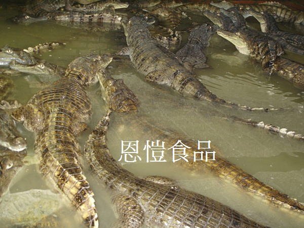 (台中恩愷食品) 鱷魚整隻批發一斤400  另有: 鹿肉批發零售.鱷魚肉零售.鹿肉宅配.鱷魚肉宅配.鹿肉料理.鱷魚肉料理