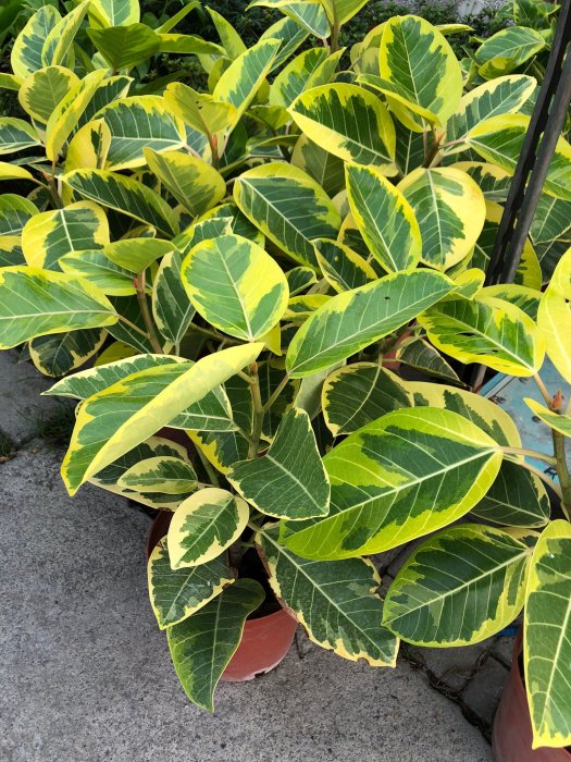 ❤花囍園❤室內襯景植物◦○ღ黃金斑葉橡膠樹ღ◦○常綠喬木/7/8吋高約50-60cm