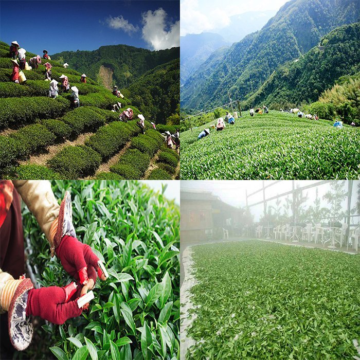 【泰旺製茶廠】阿里山高山茶。金萱茶茶香撲鼻原價1400批發價900一斤/烏龍茶/台灣茶葉/茗茶/珠露茶/大禹嶺茶/梨山茶