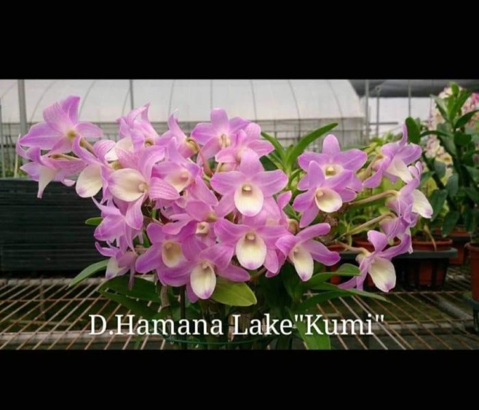 上賓蘭園 春石斛 
D.Hamana Lake "Kumi"粉夢幻