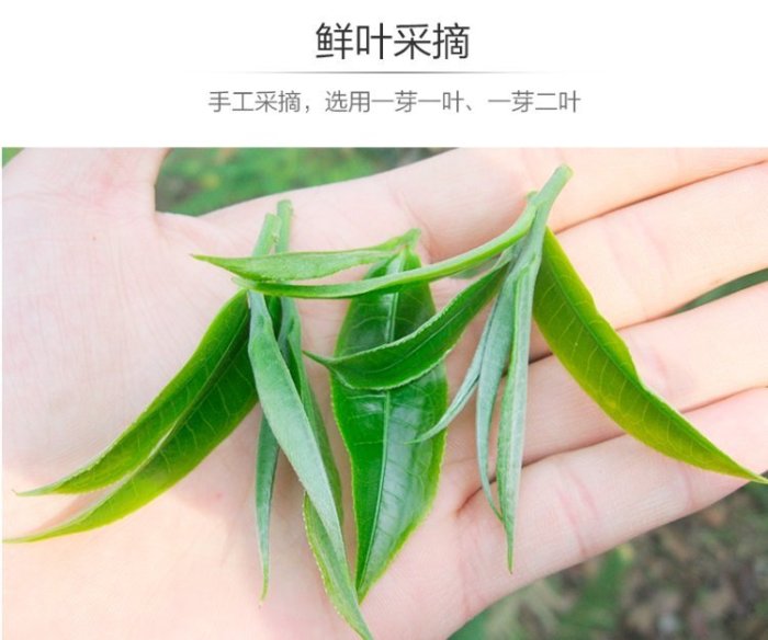 普洱茶生茶 [彩程] 2017年 布朗神韵古樹茶 頭春臻品 357g 生茶