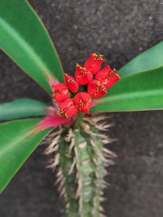 【石在好玩】伯傑麒麟 Euphorbia bergeri