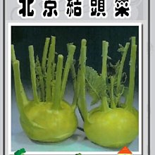 【野菜部屋~】E07 日本北京結頭菜種子2.7公克 , 外皮薄 , 果肉潔白 , 每包15元~