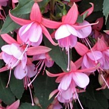 (缺貨，季節商品)花花世界_季節花卉*吊鐘花(可挑花色)*-吊燈花/7吋盆/高20-35cm/MA