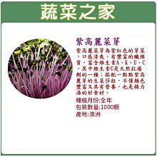 【蔬菜之家滿額免運】J12.紫高麗菜芽種子1000顆(芽菜種子.蔬菜種子)